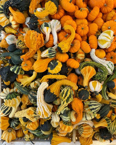 Pumpkin from 미국 supplied by Hillsdale Farmers Market - Orange 신선 호박