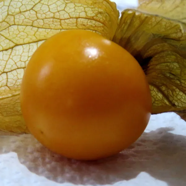 Fresh Goldenberries from Peru supplied by Agroandino S.R.L. - Whole Cape Gooseberry