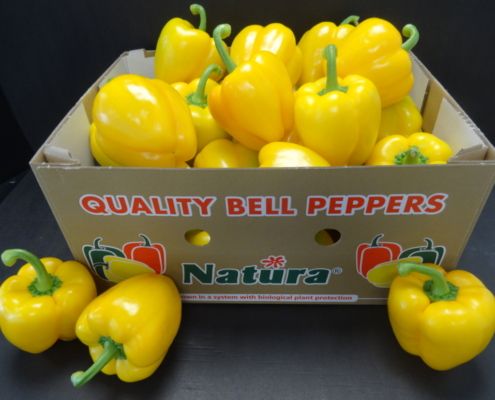 Bell Pepper from Netherlands supplied by Solleveld - Green Fresh Bell Pepper
