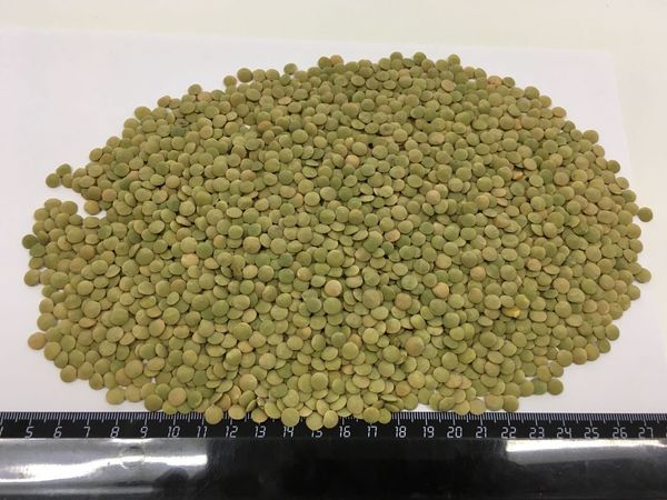lentils, green from 러시아 supplied by LLC Zernica - Green Lentil 말린 렌틸