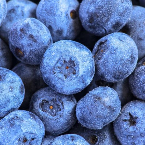 Blueberry from 폴란드 supplied by Limax Sp. z o.o. - Plastic Punnets (=Clamshells) 신선 블루베리