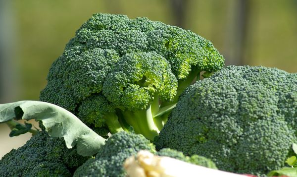 Fresh Broccoli from Germany supplied by Gesund & Munter eK - Fresh (=Chilled) Fresh Headed Broccoli