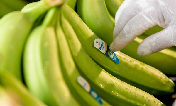 Banana from 콜롬비아 supplied by Banacol - Yellow 신선 바나나