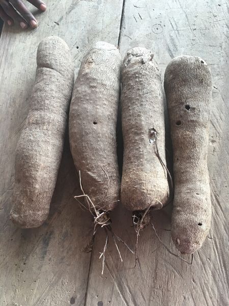 Fresh yams from 가나 supplied by Ghana Yam Producers and Exporters Association - Fresh (=Chilled) 신선 일반 감자