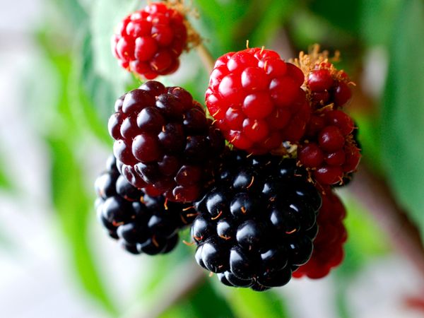 Blackberry from 스페인 supplied by Green Valley Berries - Flowpack 신선 블랙베리