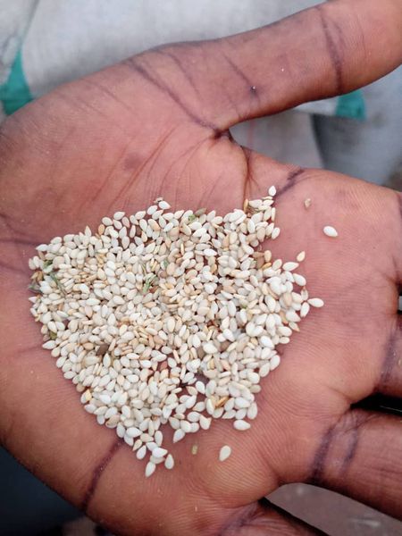 Sesame seeds from 케냐 supplied by TCH Solutions Nigeria limited - Fresh 참깨