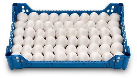 Fresh White Mushroom from Spain supplied by Herchamp - White Fresh White Mushroom