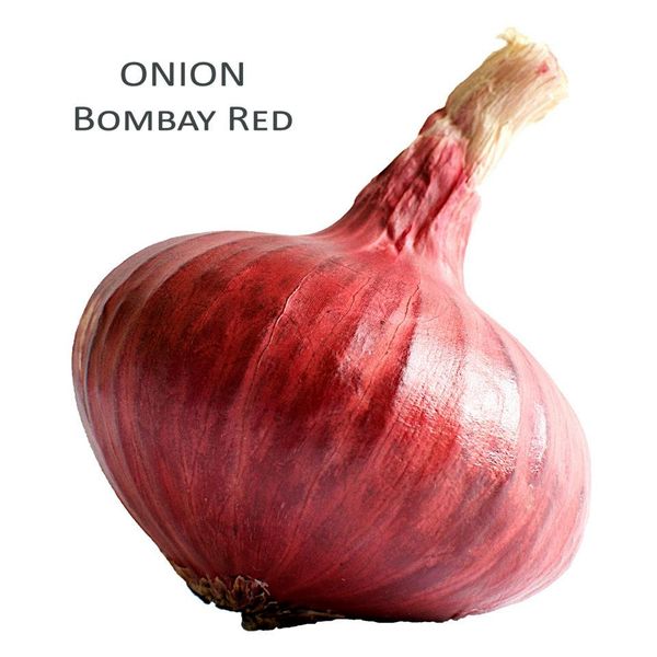 Onion from 우간다 supplied by Green Nile Agrotech Limited - 적양파 - 봄베이 레드 신선 양파
