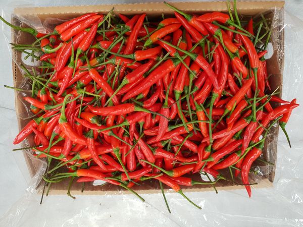 Chili from 케냐 supplied by Mmi Ventures Ltd - 빨간색 신선 고추