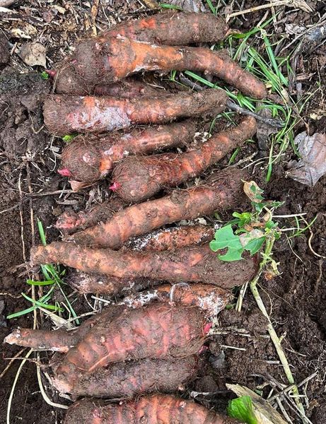 Malanga, Taro, Ocumo, from Colombia supplied by CI VAGADU SAS - Mian (=Mian Yu=Noodle Taro) Taro