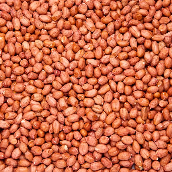 PEANUT RAW KERNELS TYPE 38/42 from 브라질 supplied by Jazam Peanuts - Size: 38-42 땅콩 알맹이