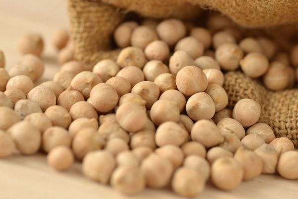 Canadian chickpea from 캐나다 supplied by Fair Agri Commodities - Fresh (=Chilled) 말린 병아리콩