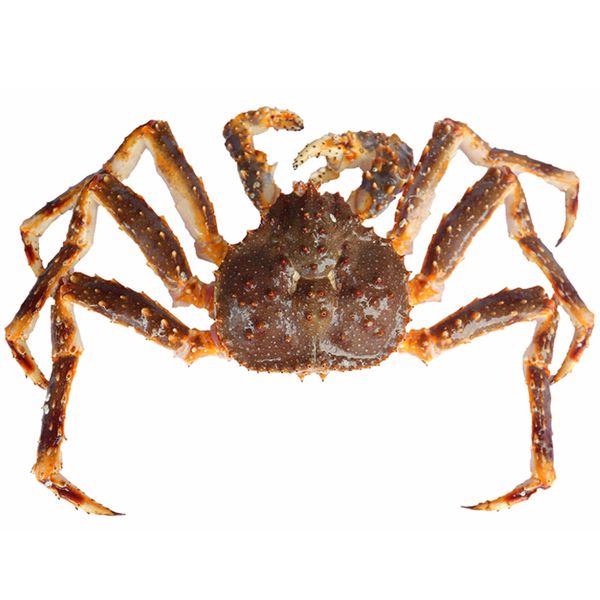 Fresh Red King Crab from Norway supplied by Arctic Resource Norge AS - Live Fresh Crab