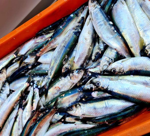 Fresh Herring from Germany supplied by Seeperle OHG - Atlantic Herring (=Clupea harengus =Sea Herring =Sild =Common Herring =North Sea Herring =Norwegian Spring Spawning herring) Herring