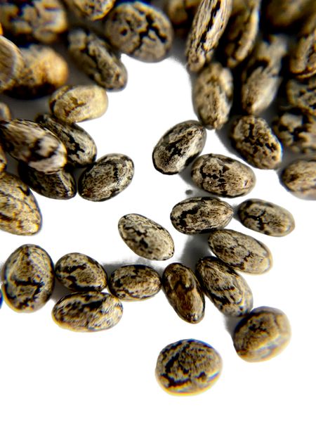 Chia Seed from 프랑스 supplied by grain. - Black Varieties 치아 씨