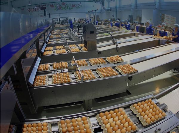 Egg from Russia supplied by LLC Komos Group - Fresh Chicken Egg