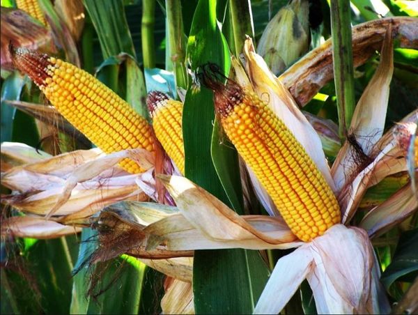 Corn from Brazil supplied by Agropecuaria Locks Ltda. - Dried Maize (Corn)
