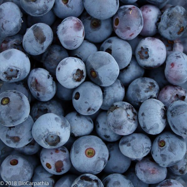 Organic Frozen Blueberries from Romania supplied by Bio Carpathia Cooperativa Agricola - Dark Blue Fresh Blueberry