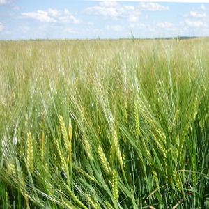 Malting Barley from 러시아 supplied by LLC Avangard-Agro-Trade - Whole 보리맥아