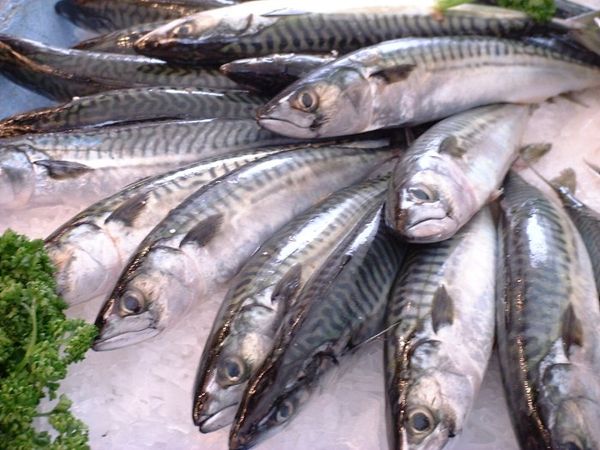 Fresh Mackerel from 영국 supplied by Fyne Fish - Fresh (=Chilled=Raw) 신선 고등어