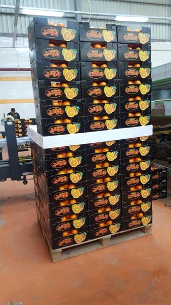 Valencia Orange from Egypt supplied by Cairo Farms - Orange Fresh Orange