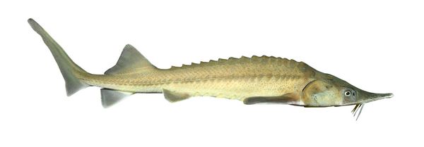 Fresh Siberian Sturgeon from Lithuania supplied by Kintai - Siberian Sturgeon (=Acipenser baerii) Frozen Sturgeon