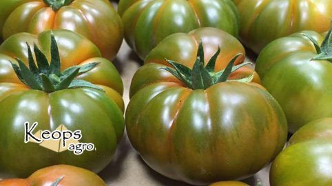 Fresh Tomato from 스페인 supplied by KEOPS AGRO - Karamel Heart 신선 토마토