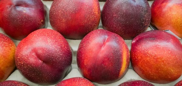 Fresh Nectarine from 스페인 supplied by Blasco Fruit - Whole 신선 천도복숭아