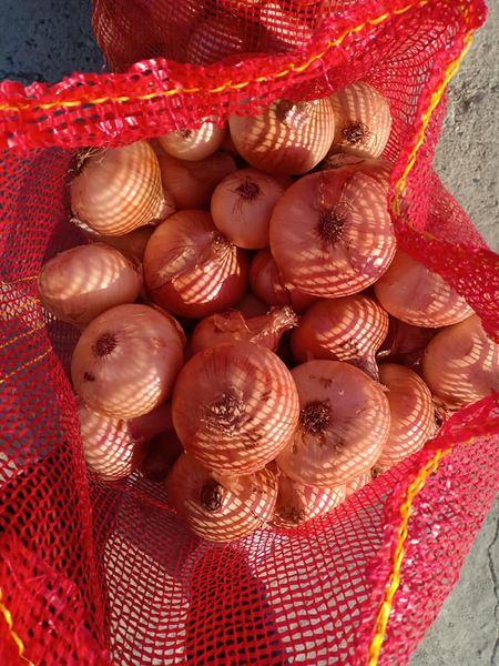 onion from 이집트 supplied by Al Rahma Co for Import and Export - Frozen 채소 가공품