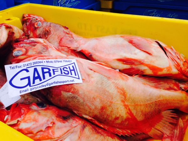 Red Fish from 영국 supplied by Garfish Export Ltd - Frozen 기타 냉동 생선 통마리