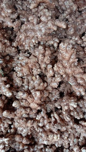 Ginger from 미얀마 [버마] supplied by Crown City Company Limited - Raw 통생강