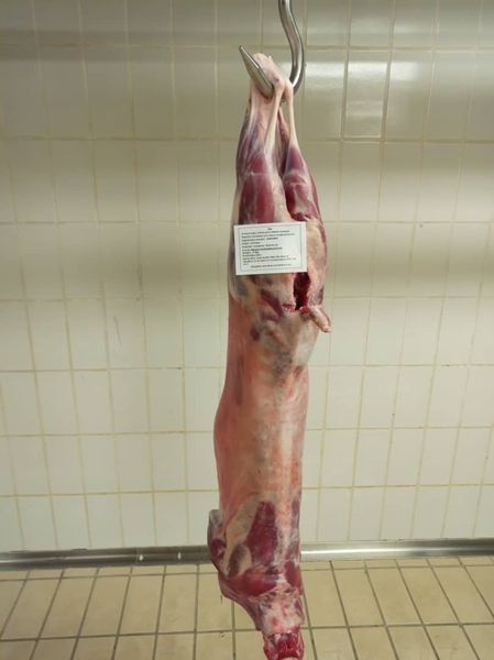 Fresh chilled goat carcass from 에티오피아 supplied by Luna Export Slaughterhouse PLC - Halal 산양육