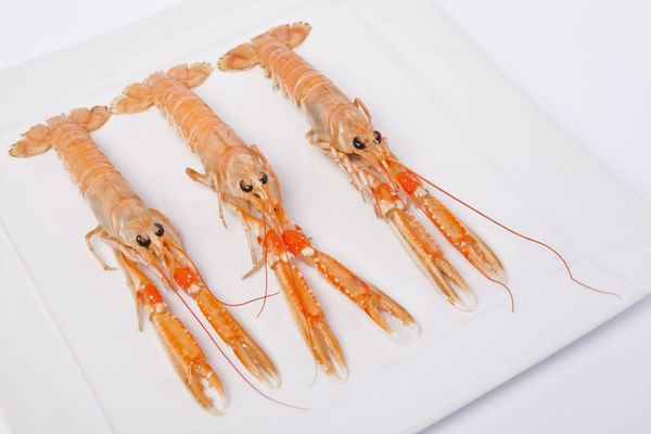 Langoustine from 영국 supplied by Angelbond Ltd - 노르웨이 랍스터 신선 랍스터