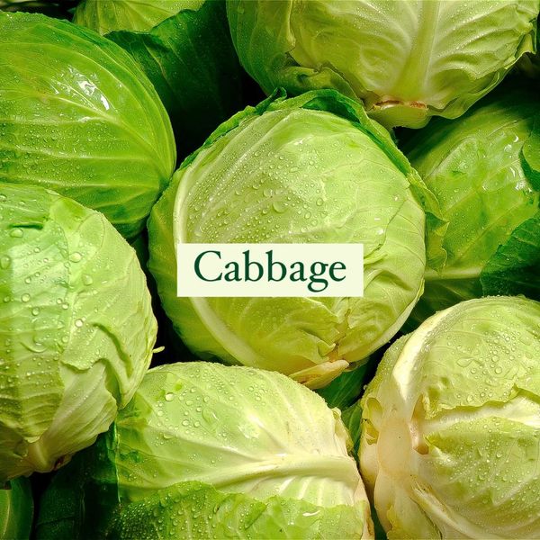 Cabbage from 미국 supplied by Sweetwater Farm Organics - Green 신선 양배추
