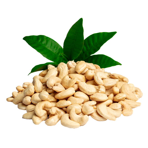 Cashew Nut Kernel from Nigeria supplied by Vertex Agro Limited - WW450 (=White Wholes 450) Cashew Nut Kernel