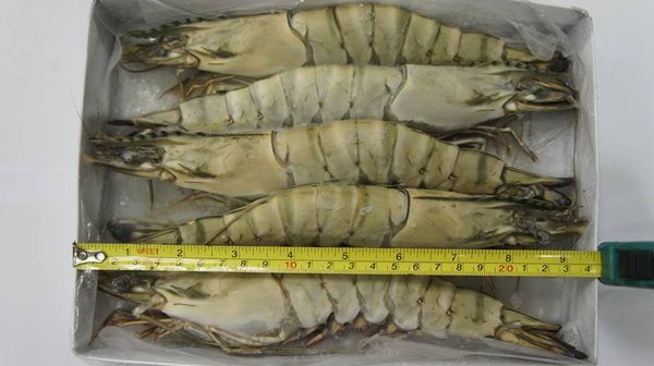 Black tiger Shrimp from 베트남 supplied by Viet Nam Seaproducts Joint Stock Company (SEAPRODEX) - MAP (Modified Atmosphere Packaging) 냉동 새우