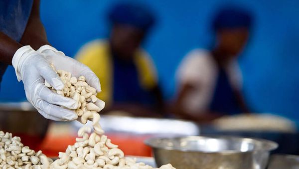 Cashew Nut, shelled from Tanzania supplied by Export Trading Co. Ltd. - Shelled (=Kernel) Cashew Nut Kernel
