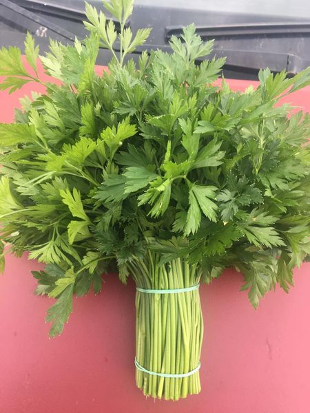 Greenery from 우크라이나 supplied by Trade house Karolina - Green 딜