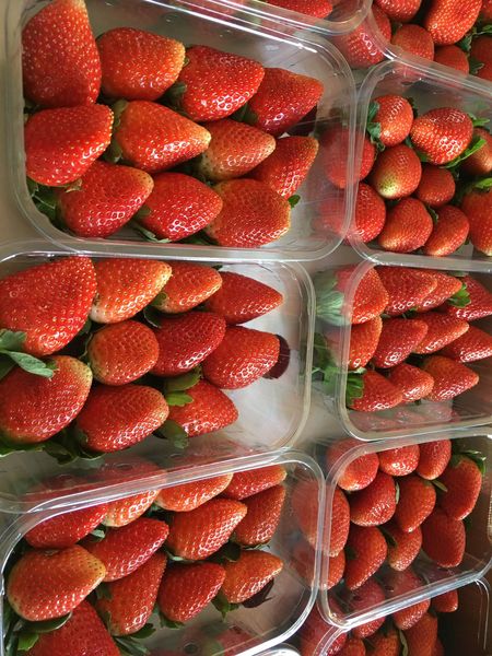 Strawberries from Egypt supplied by Executive World Trade (PTY) Ltd - Class 1 A Fresh Strawberry