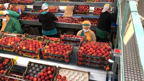 Fresh Whole Nectarine from 스페인 supplied by SINTESIS (PRIMOR) - Whole 신선 천도복숭아