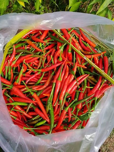 birds eye from 우간다 supplied by EES ORGANIC FOOD LIMITED - Excellent Quality 말린 통고추