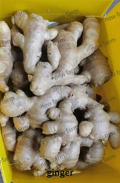 Ginger from 중국 supplied by Laiyang Newfarm Food Co.,Ltd - Washed 통생강