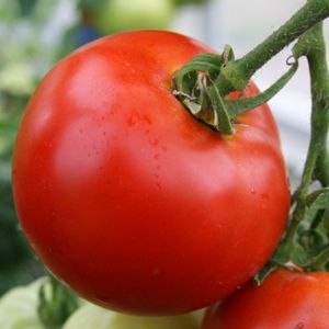 Fresh Tomato from 방글라데시 supplied by Chittagong Port Agent - Other Varieties - Desi Tomato (=Desi Tamatar=Indian Tomato) 신선 토마토