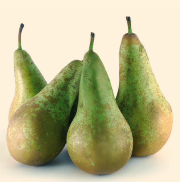 Fresh Whole Pear from Spain supplied by Fruits Pérez Carbonell S.L. - Conference (=Conferencia=Conferance) Fresh Pear