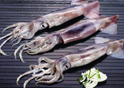 Squid from Spain supplied by MRT - Marine Resources Trading España S.L. - Argentine Shortfin Squid (=Illex argentinus) Frozen Squid