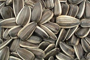 Sunflower Seed from Israel supplied by Nir Agricultural Works, Ltd. - Shelled Sunflower Seed