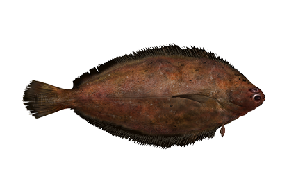 Yellowfin Sole from 미국 supplied by Golden-Tech International Inc - Rex Sole (=Glyptocephalus zachirus =Witch =Threadfin Sole) 냉동 솔피쉬