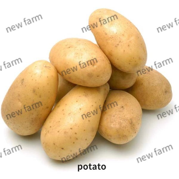 Potato from 중국 supplied by Laiyang Newfarm Food Co.,Ltd - With Skin 신선 일반 감자