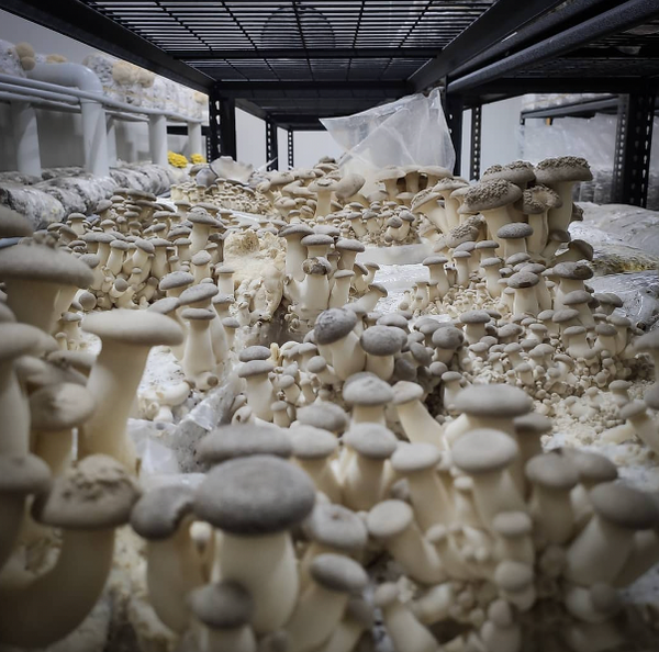 King Oyster Mushroom from 호주 supplied by The Mushroom Guys - Premium Quality 신선 새송이버섯