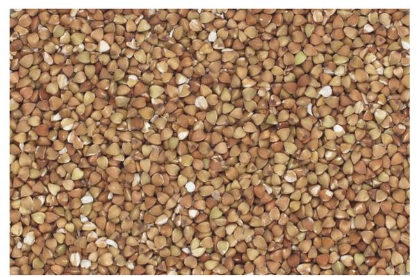 Buckwheat seed from China supplied by Horst Bode Import-Export GmbH - Roasted Buckwheat